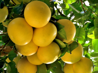 FRUTA FRESCA DE UVA proporcionamos frutas y verduras frescas,