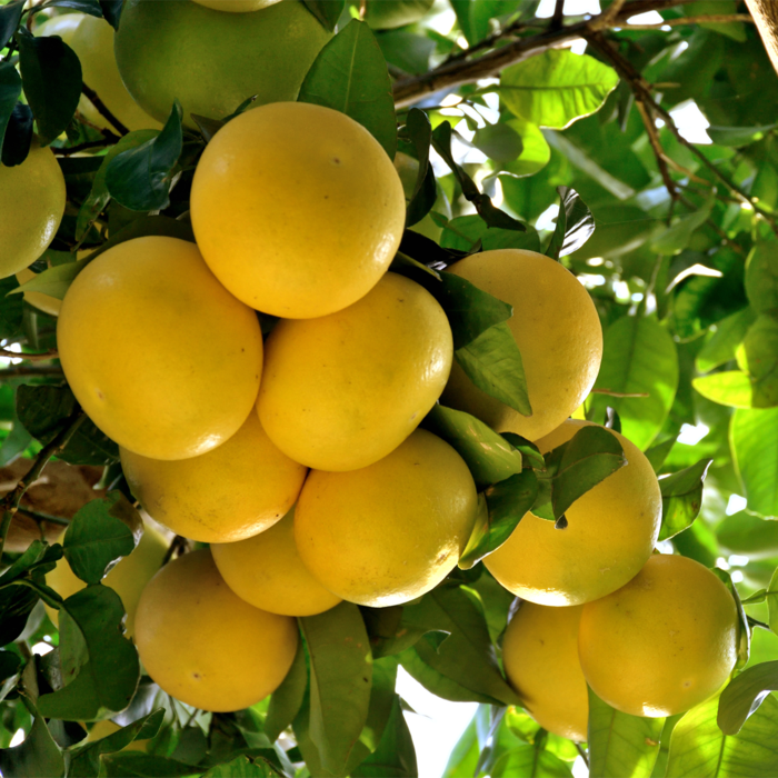 FRUTA FRESCA DE UVA proporcionamos frutas y verduras frescas, especias, ..