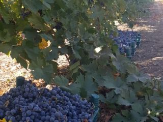 Vendemos nuestras uvas de alta calidad de Turquía. Aproximadamente