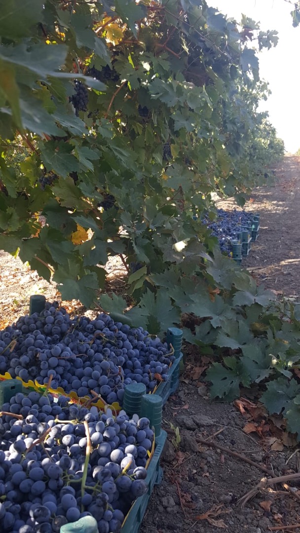 Vendemos nuestras uvas de alta calidad de Turquía