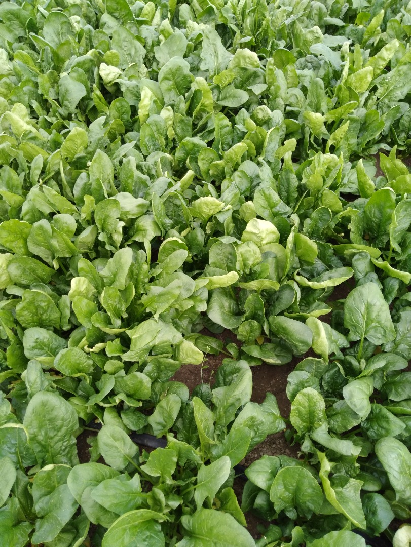 Vendemos espinacas frescas directamente del productor