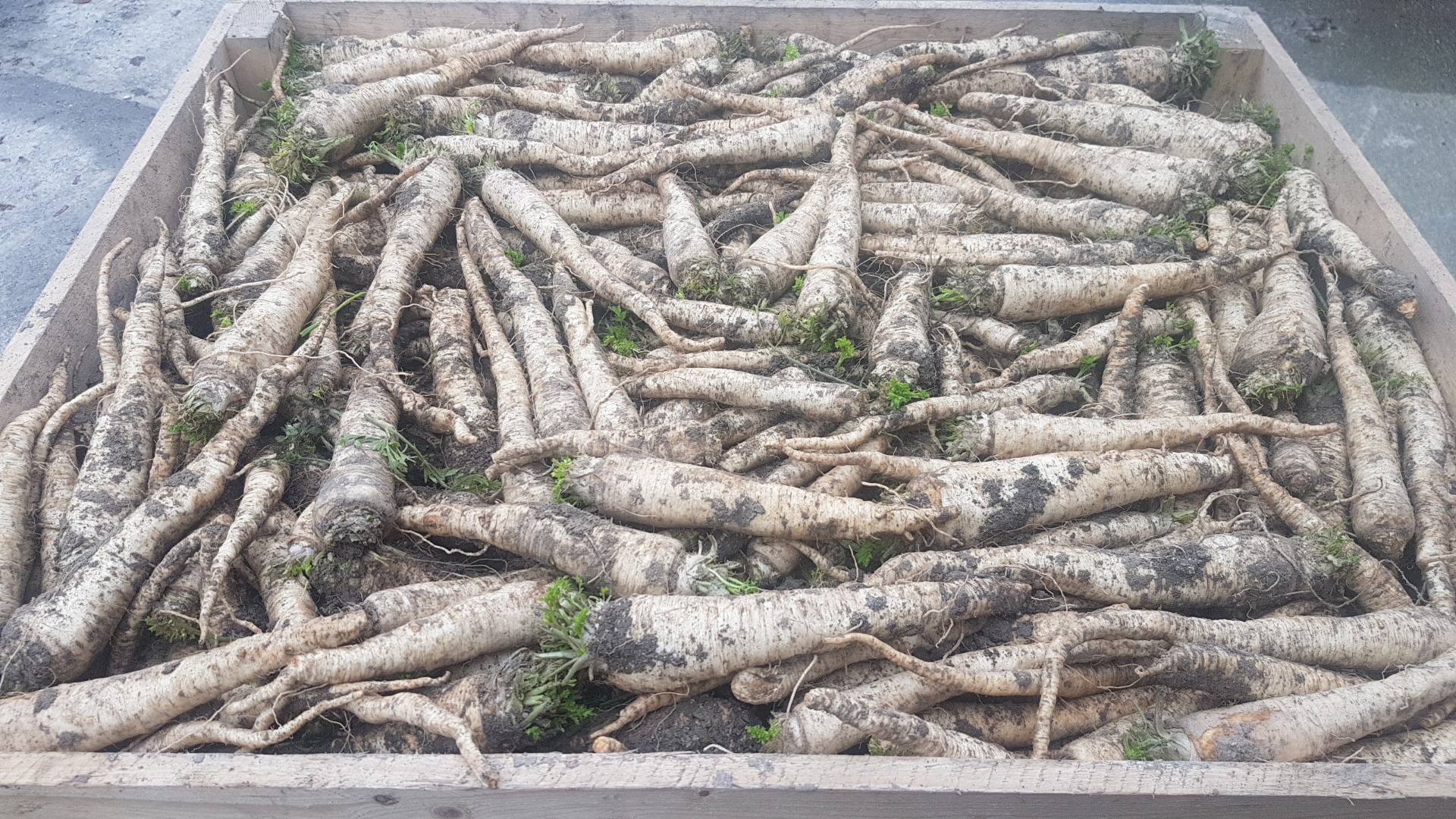 Venderé perejil, variedad OŁOMUŃCKA, 1er grado, bien lavado de la cámara frigorífica