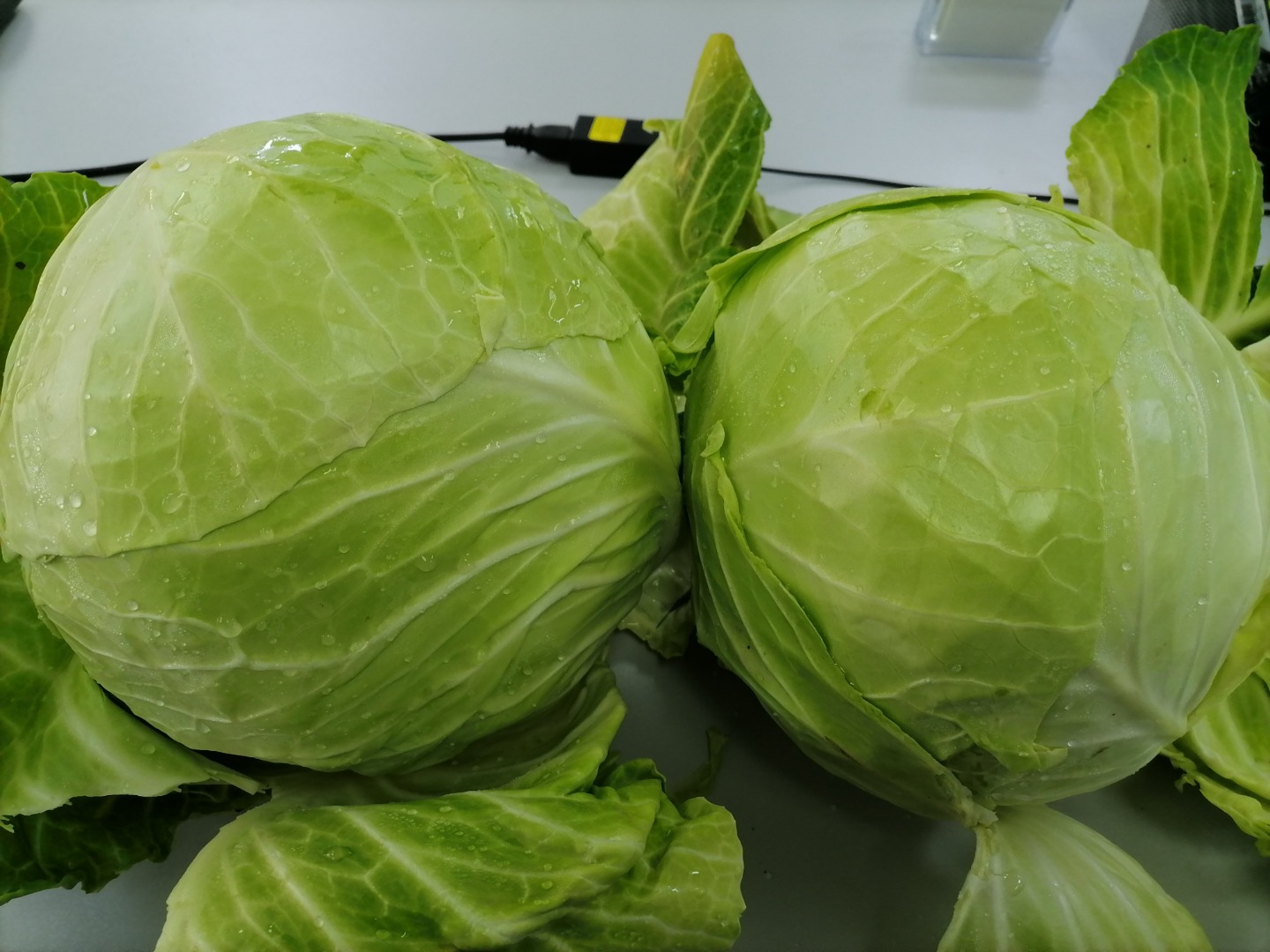 El repollo blanco fresco todavía crece en el campo en el noroeste de Turquía