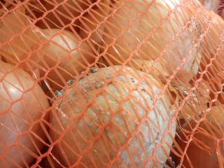Cebollas de carne de origen alemán. Compra mínima 500kg