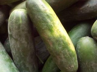 Vendemos Cucumba fresca a precios muy asequibles MOQ 1