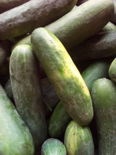 Vendemos Cucumba fresca a precios muy asequibles MOQ 1 X 40 fcl