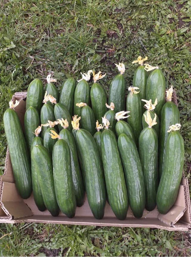 Venderé cantidades al por menor y al por mayor de pepino de invernadero - pepino grummel