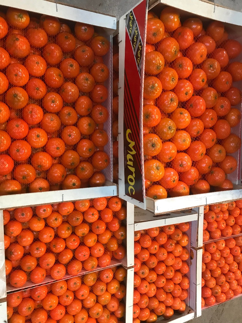 "AGRUMCO es una empresa familiar, ubicada en la ciudad de Beni Mellal en Marruecos, dedicada a la producción, envasado y comercialización de cítricos frescos