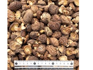 setas de hongos frescos carnosos gruesos secos naturales ingrediente
