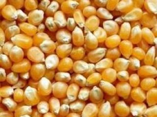 Maíz amarillo y blanco a la venta a un