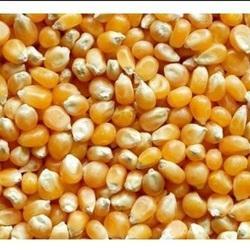 Maíz amarillo y blanco a la venta a un precio muy moderado