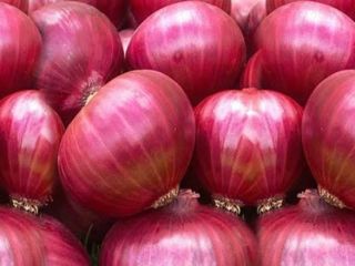 Ahora ofrecemos frescos: (Cebolla Roja) para la temporada 2021-2022