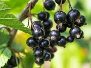 Hola En la oferta tengo grosellas negras de 15