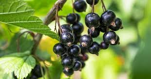Hola En la oferta tengo grosellas negras de 15 a 30 toneladas diarias e iglesia de dinosaurios