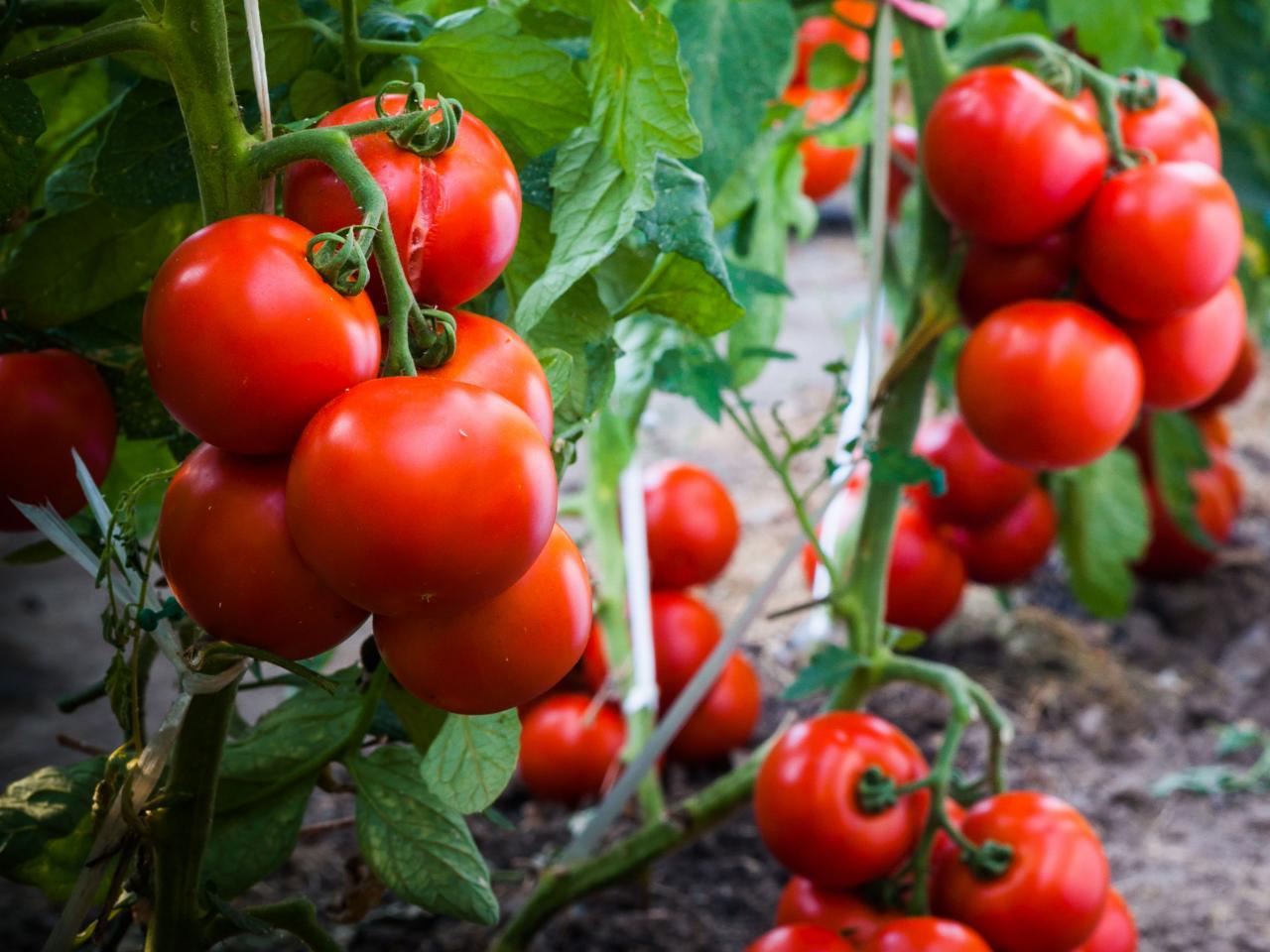 El producto está certificado para su venta en toda Europa