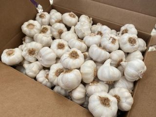 Producto Variedad de ajo Ajo blanco normal / Ajo