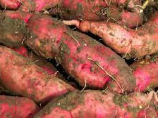 proporcionamos frutas y verduras frescas, especias, ... Disponemos de