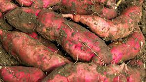 proporcionamos frutas y verduras frescas, especias, ..