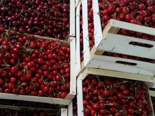 Ofrecemos los mejores precios para las cerezas en cada