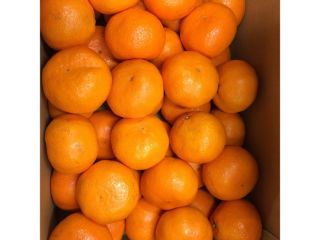Producto Navel fresco Origen de la naranja Pavo Temperatura