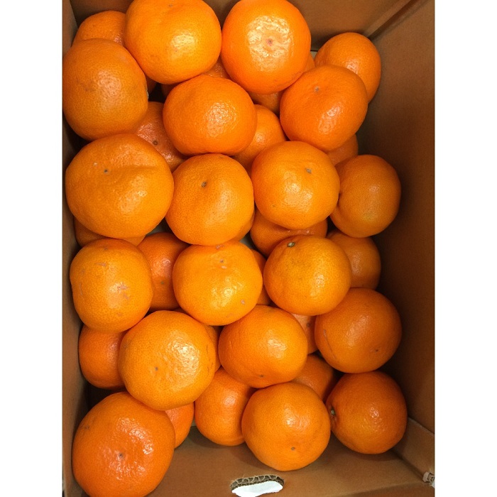 Producto Navel fresco Origen de la naranja Pavo Temperatura en el envase 3-5 grados Celsius Vida útil 5-6 meses Envase caja de carbón; según los requisitos