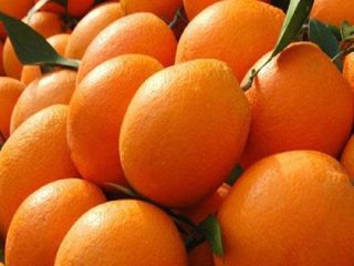 valor del artículo Estilo Tipo de producto fresco Tipo