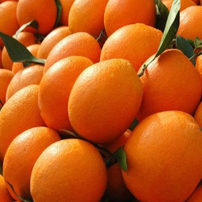 valor del artículo Estilo Tipo de producto fresco Tipo de fruta cítrica Naranja Tipo de cultivo COMMON Color naranja Certificación Global Gap e ISO9001 Grado A