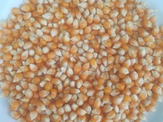 100Mt de maíz (PALOMITAS) para palomas u otros