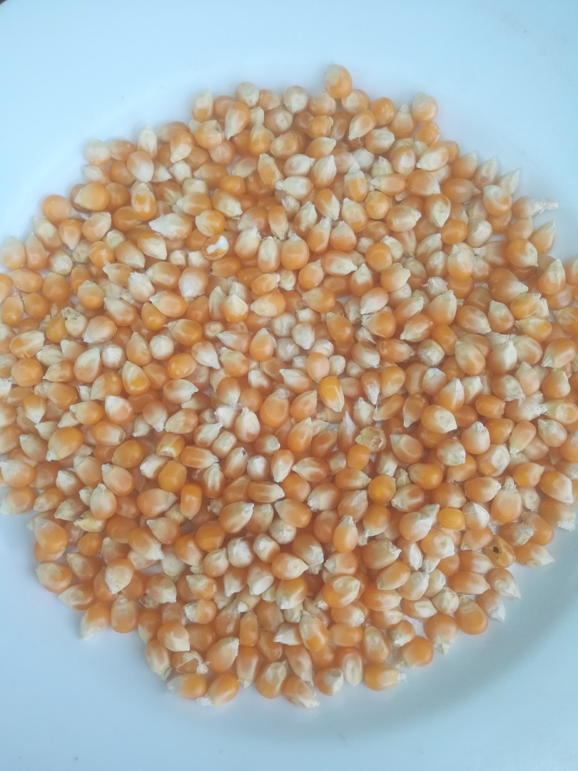 100Mt de maíz (PALOMITAS) para palomas u otros