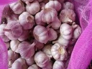 1) Ajo blanco normal (ajo rojo, ajo morado) 2)