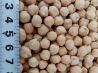 Garbanzos 6 + / 7 + / 8 +