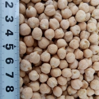 Garbanzos 6 + / 7 + / 8 + Garbanzos de diferentes diámetros, en distintas proporciones: 5 mm +, 6 mm +, 7 mm +, 8 mm +