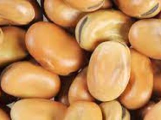 Frijoles (caballo) Humedad - máx. 14,0%; Aditivo para basura