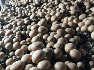 Bienvenidos. Ofrecemos hongos marrones y portabello directamente del productor.