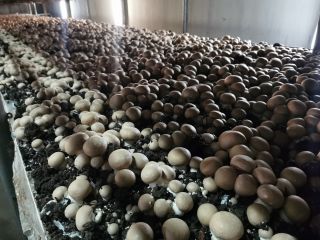 Ofrecemos hongos marrones y portabello directamente del fabricante. Cumplimos