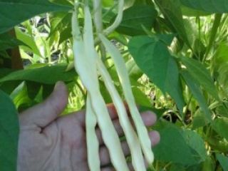 Infierno. Soy productor de hortalizas. Vendo muchas verduras diferentes