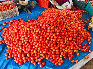 Tomates frescos