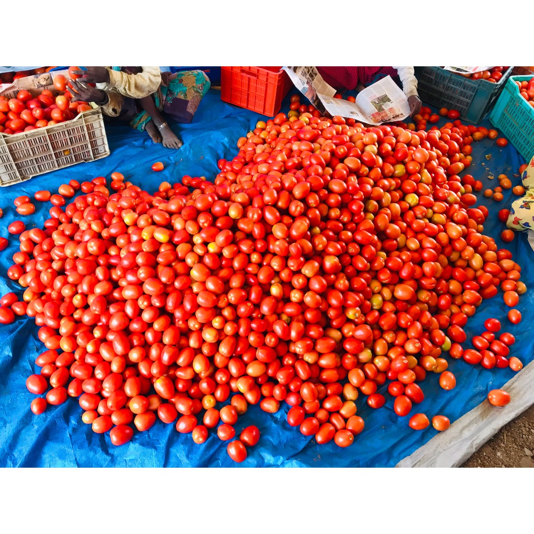 Tomates frescos