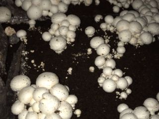 Ofrecemos hongos blancos directamente del fabricante. Cumplimos pedidos en