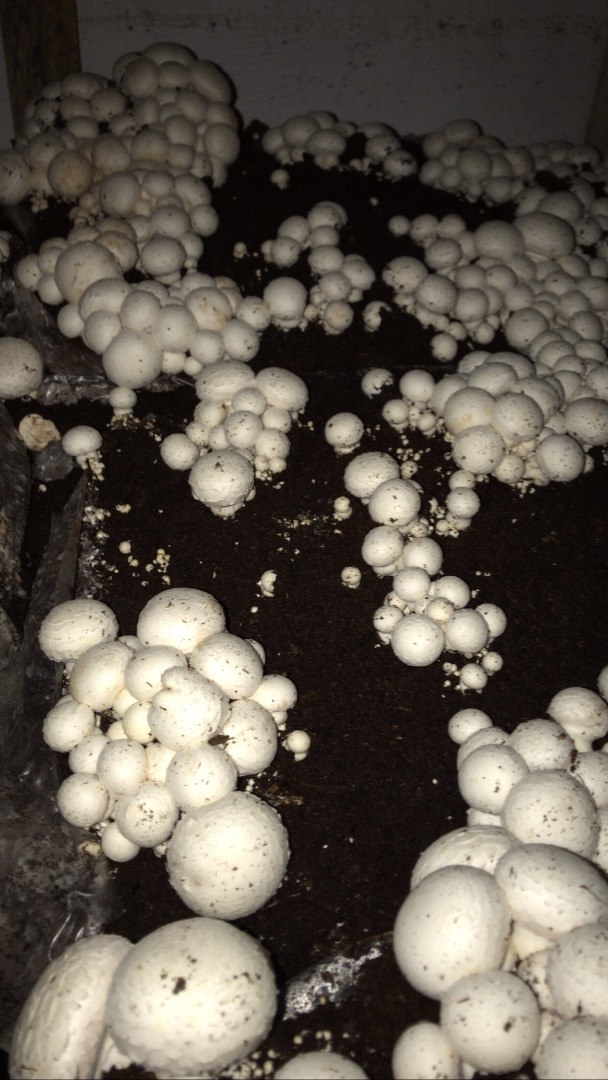 Ofrecemos hongos blancos directamente del fabricante