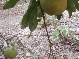 ofreciendo mangos de 1 ° y 2 ° grado