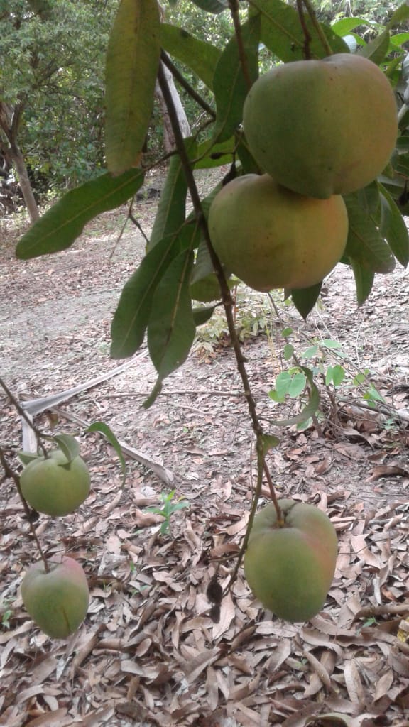 ofreciendo mangos de 1 ° y 2 ° grado de senegal, recolectados a mano y disponibles en port rotterdam o cualquier otra dirección negociable