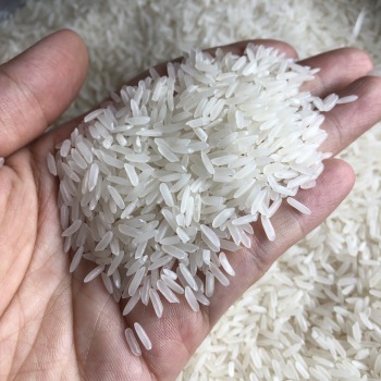 El arroz jazmín es un arroz fragante con un tiempo de crecimiento corto (también llamado arroz a corto plazo)