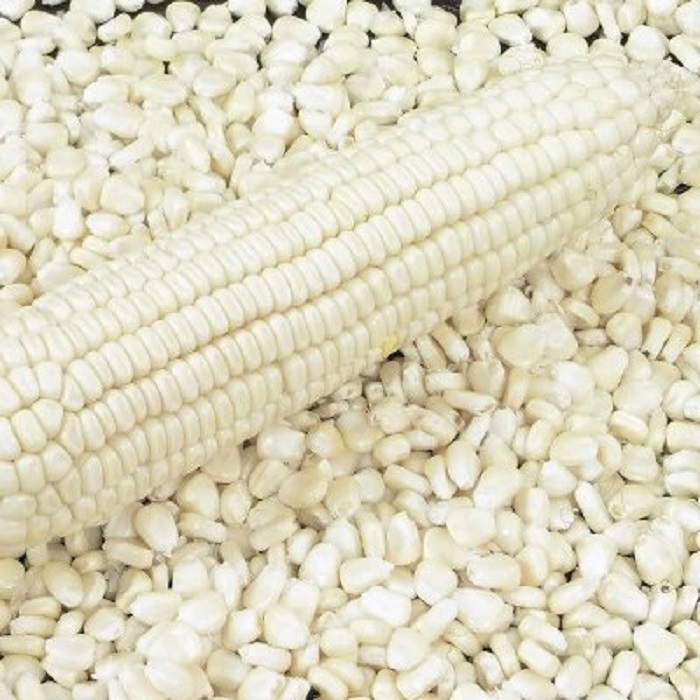 Maíz Blanco Maíz Descripción No GM - NO GMO