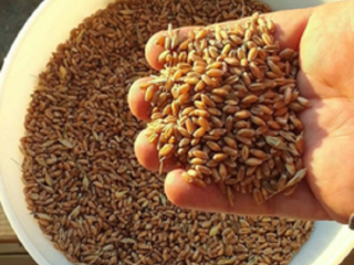 Trigo Grano 2 Grado, 3 Grado Trigo (Grado de
