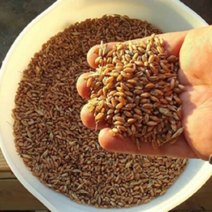 Trigo Grano 2 Grado, 3 Grado Trigo (Grado de Molienda): Humedad - 12,8% Proteína - 11,8% Número de caída - 290 seg Peso de prueba - 760 gr / L Gluten húmedo