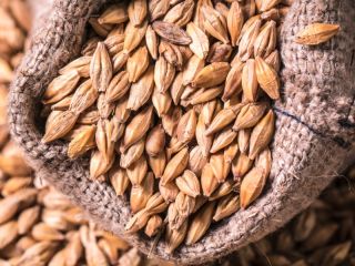 Humedad del grano de malta de cebada - máx.