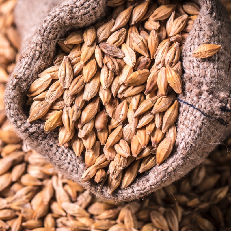 Humedad del grano de malta de cebada - máx