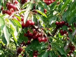 CEREZAS EN VENTA hasta 50 t