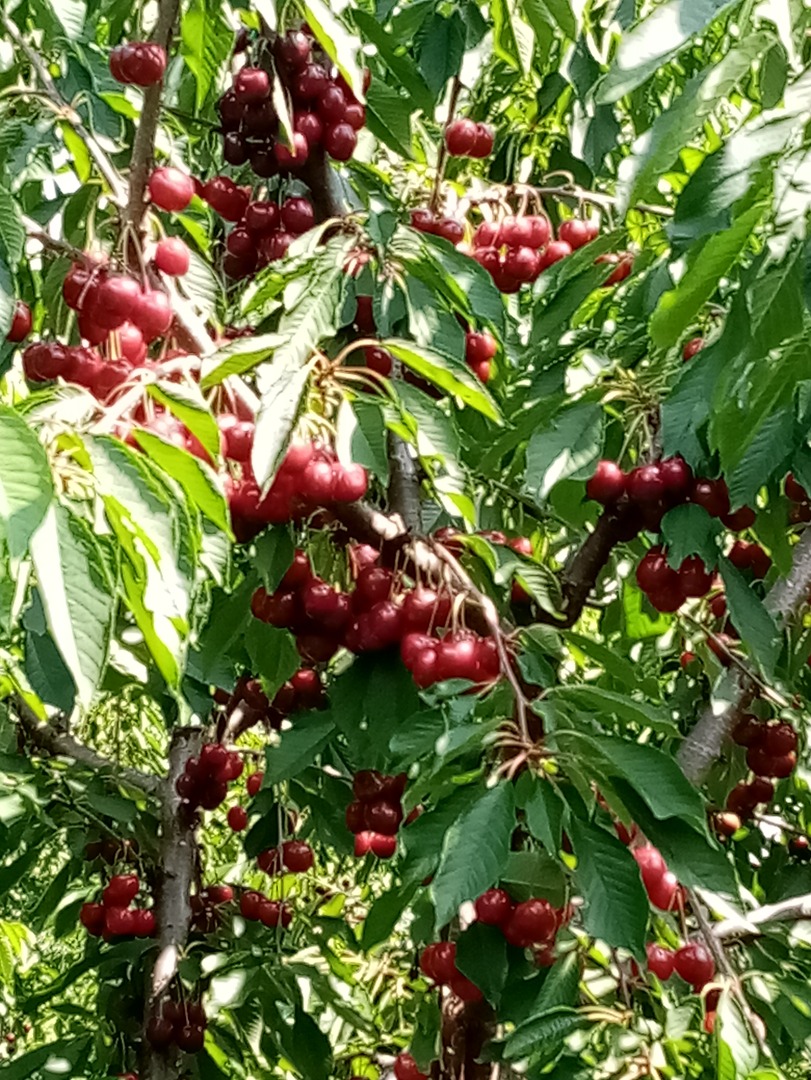 CEREZAS EN VENTA hasta 50 t